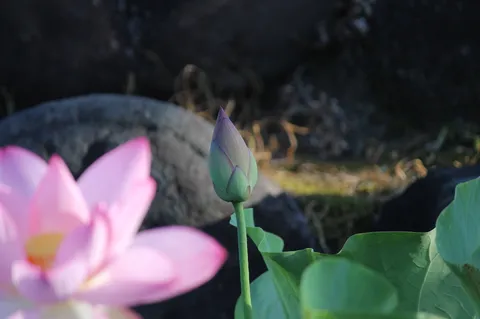 蕾の静かなる鼓動