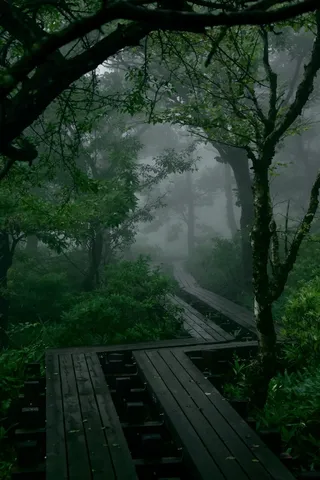 霧の森を紡ぐ木道の影