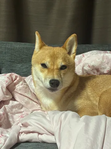 なんだか眠そうな柴犬