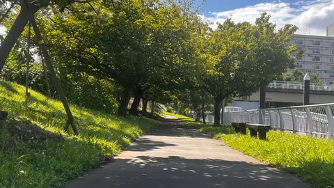 木漏れ日と川沿いの散歩道