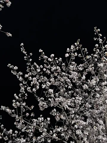 闇夜に咲く、白夜の桜