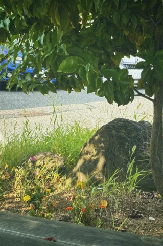 木漏れ日と石、草花の静かな午後