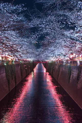 夜桜リフレクション、水面もはしゃぐ！