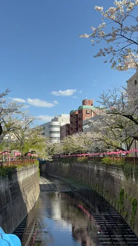 桜舞う水路、都会のオアシス