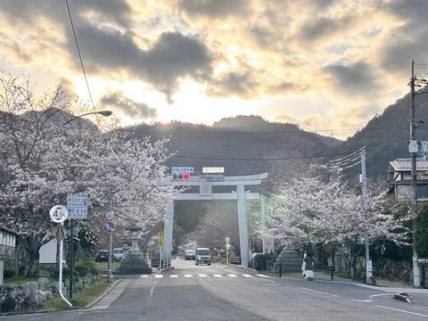 桜と光に包まれる参道