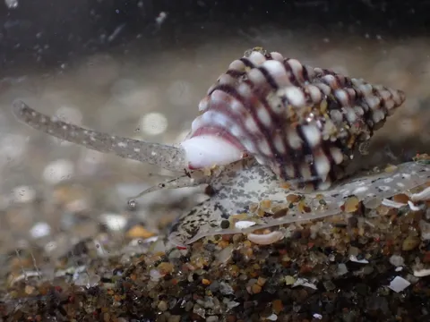 アラムシロの生貝