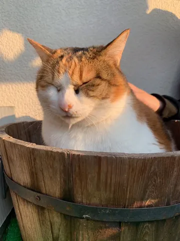 樽猫、夕日を浴びて