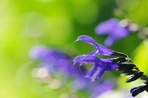 雨上がりの紫陽花