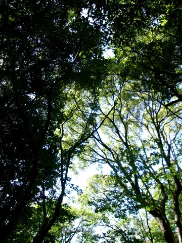 木漏れ日が織りなす緑のカーテン