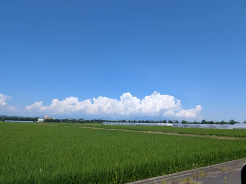 広がる緑と青空のコントラスト
