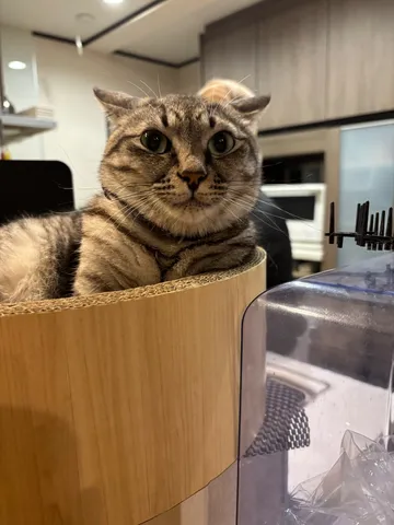 箱座り猫のまなざし