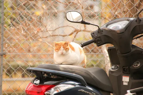 秋風を感じる猫とスクーター