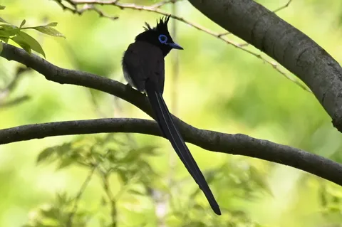 極楽鳥の黒すぎる羽と青い瞳