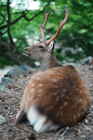 静寂の森、気配を察する鹿