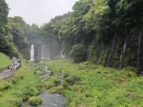 幾筋もの緑のカーテン