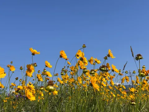 空と花畑のコントラスト