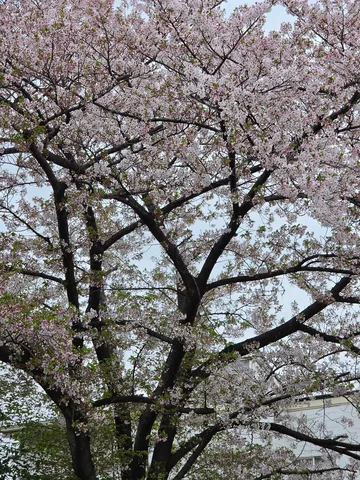 春を彩る桜の木