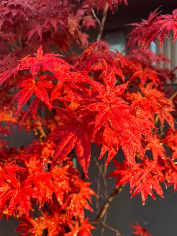雨粒きらめく紅葉の絨毯