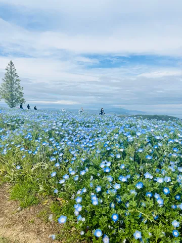青い花が広がる風景