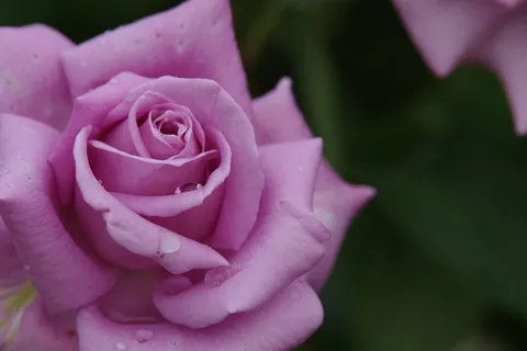 繊細な薔薇と輝く雫