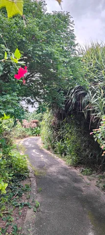 緑に包まれる小道、一輪の紅