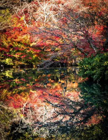 錦秋の水鏡、鳥たちの影