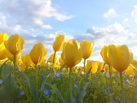 青空見上げるチューリップたち