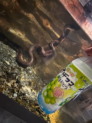 スネークとぶどうドリンクの奇妙な共演