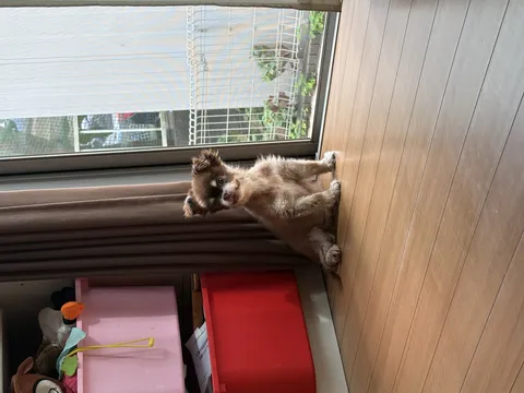 お座り上手なふわふわ犬