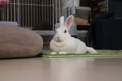 カメラを見つめる白いふわふわのうさぎ