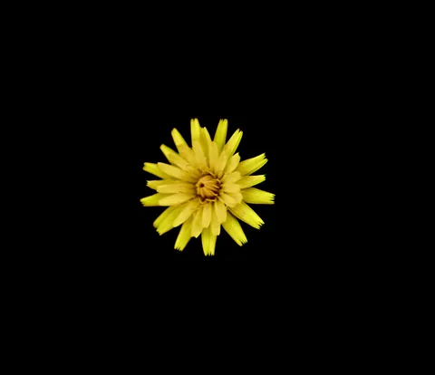 黒と黄の花の静かな瞬間