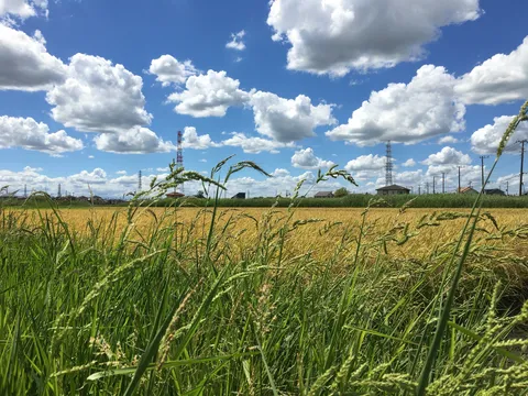 空と田んぼ、夏の終わりの風景