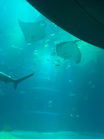 悠々と泳ぐ海の仲間たち