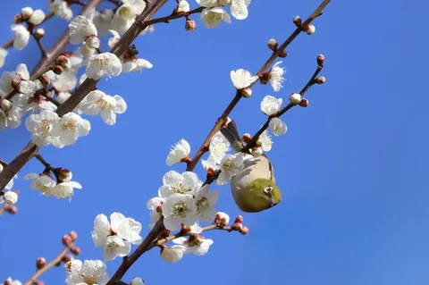 逆さまでも可愛い、メジロと梅の花