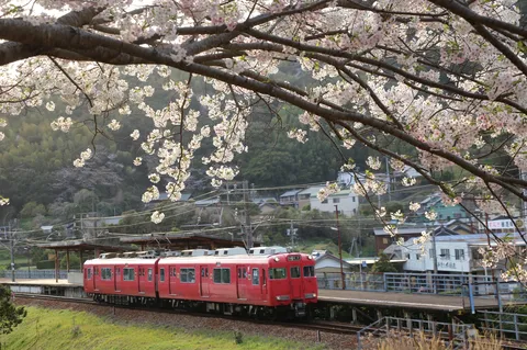 桜、赤電に花道作っちゃった！