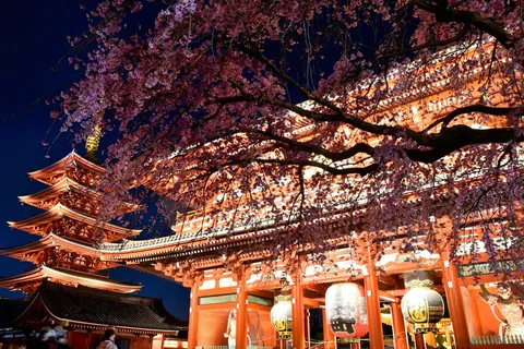 夜桜彩る古刹の光