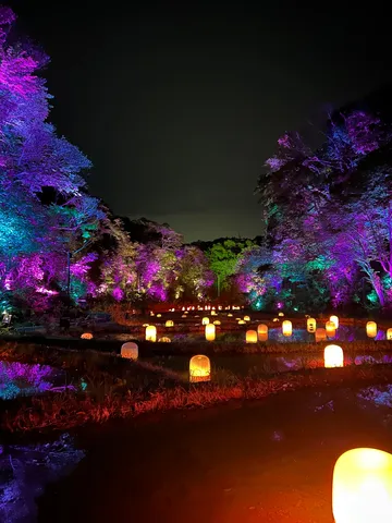 光る森、水辺の夜