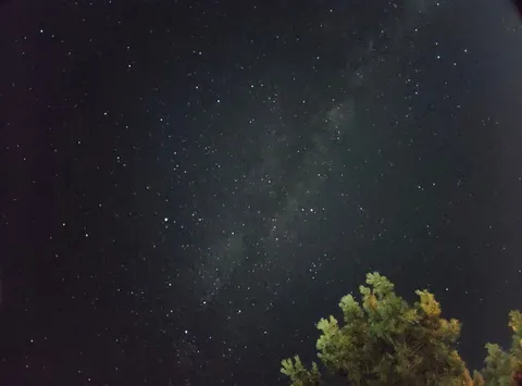 星空と樹影の静寂