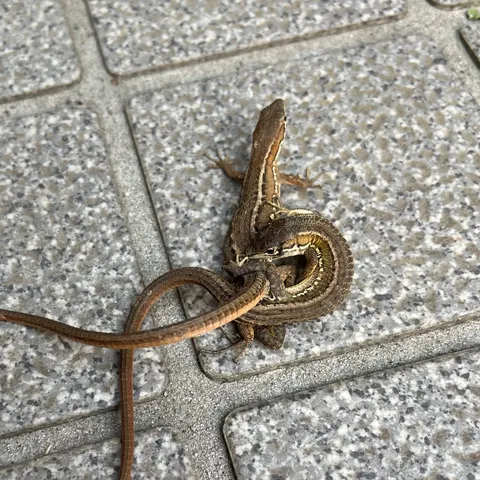 🦎🦎 爬虫類の熱い抱擁？