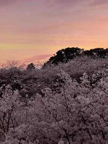 桜と夕焼けの幻想的なコントラスト