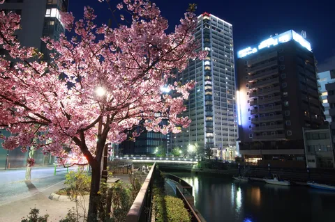 夜桜、都会に咲く