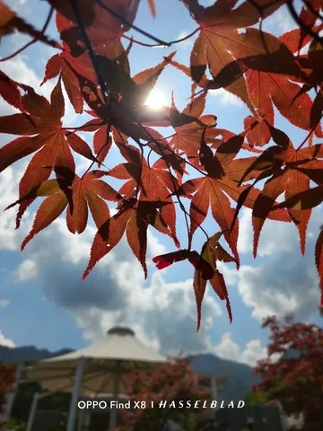 逆光に透ける紅葉の輝き