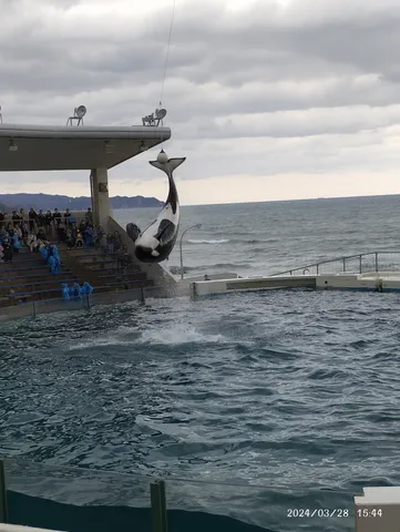 海と舞う影の瞬間