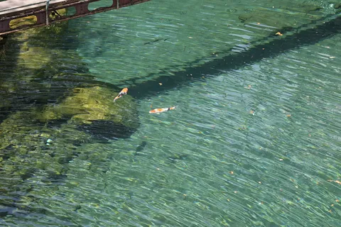 水面に泳ぐ金色の影