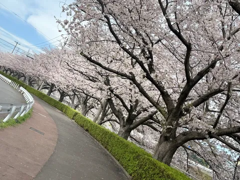 満開の桜並木、春の散歩道