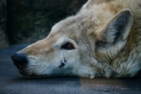 森の静寂に眠る横顔