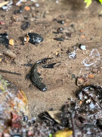 泥水に潜む小さな生命