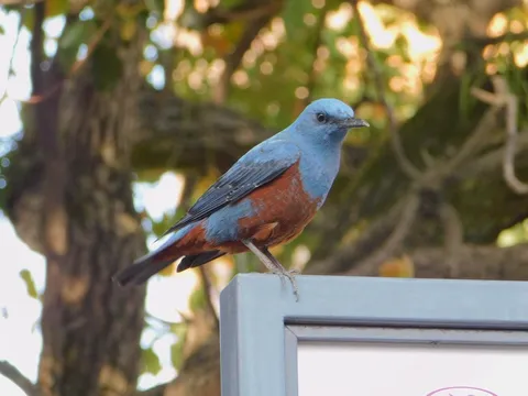 美しき鳥のひととき