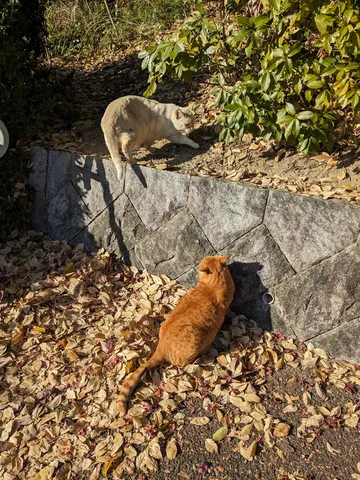 日の光と猫、落ち葉のドラマ