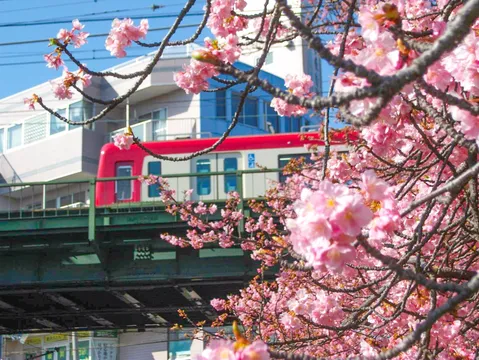 桜と電車の春景色